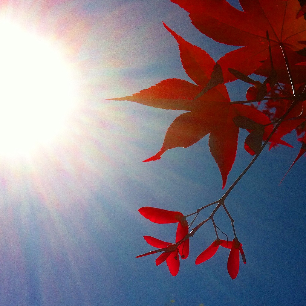 Japanese red maple, Vanderbilt Univ., 2015 (@vutrees)