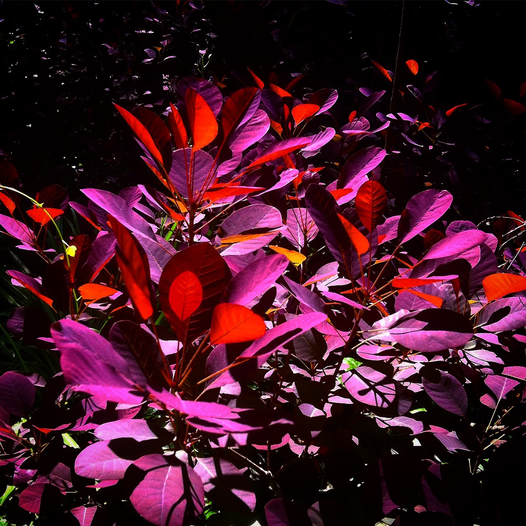 Smoke tree, Vanderbilt Univ., 2015 (@vutrees)