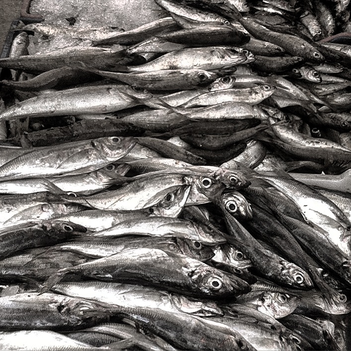 Fish in market, Tétouan, Morocco, 2015