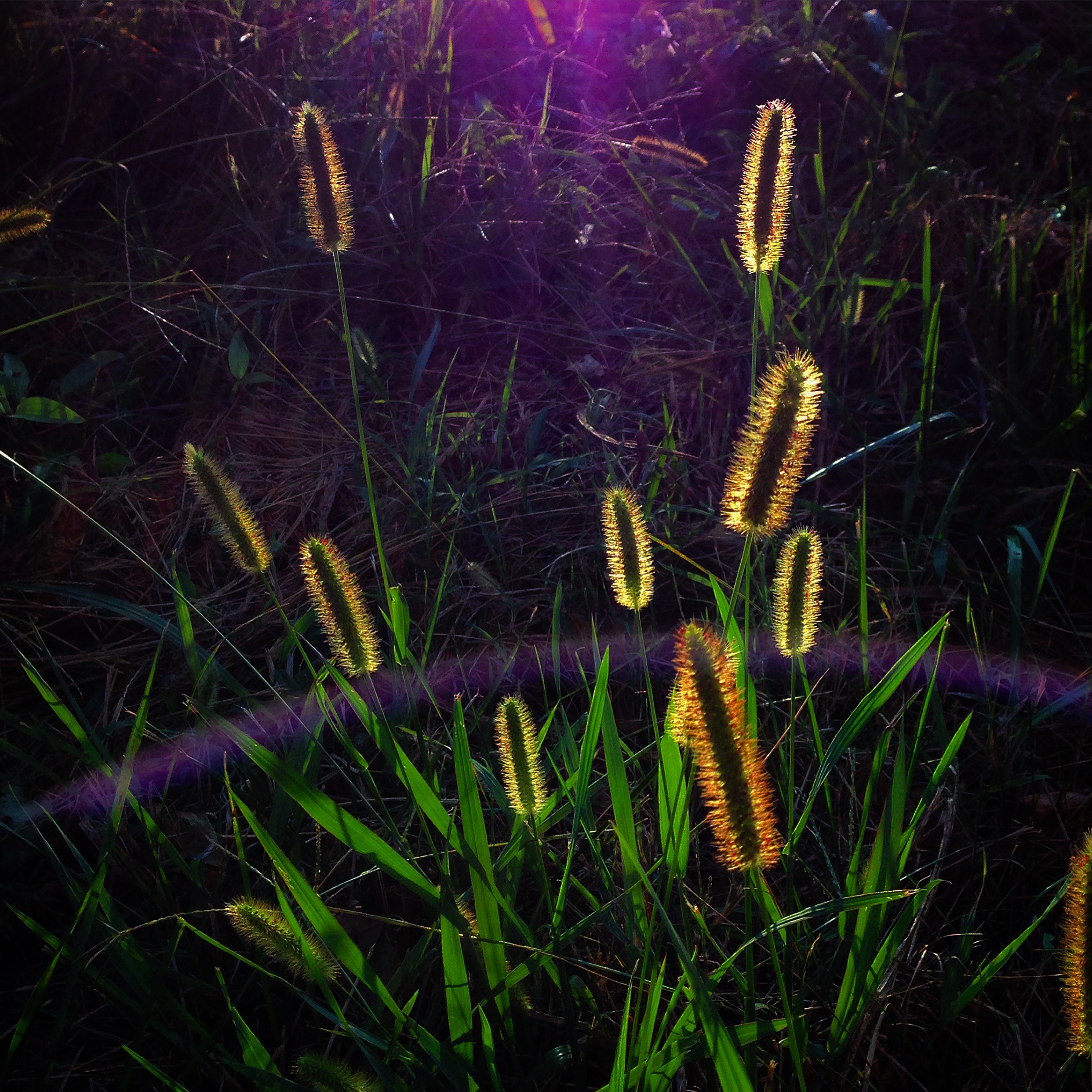Morning light, Pleasant View, Tennessee, 2015