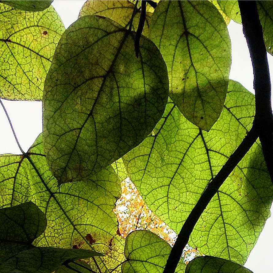 Catalpa leaves, Vanderbilt Univ., 2015 (@vutrees)
