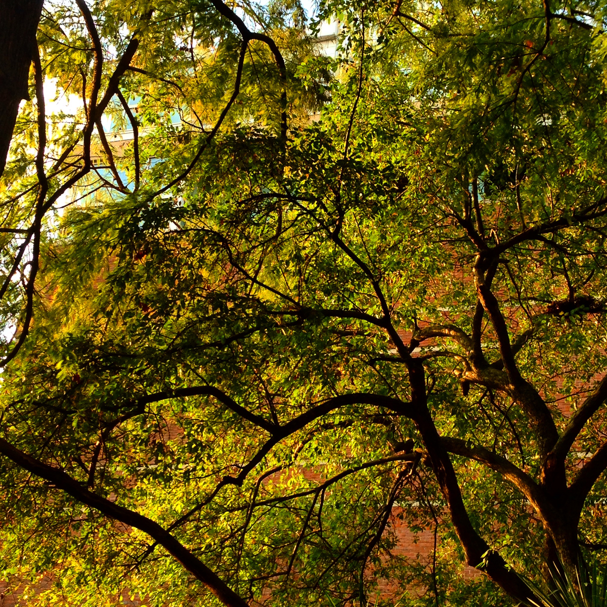 Backlit canopy/Stevenson Center, Vanderbilt Univ., 2015 (@vutrees)