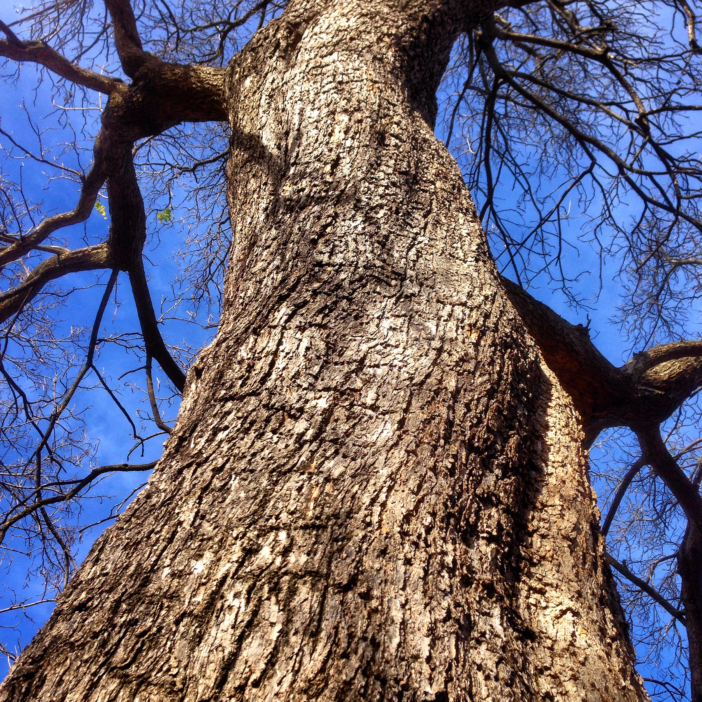 Catalpa bark with sapsucker holes, Vanderbilt Univ., 2016 (@vutrees)