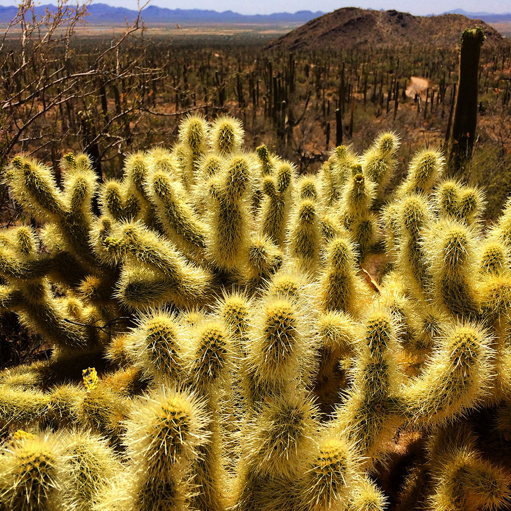 Chollas, Saguaro Natl. Park, Arizona, 2016