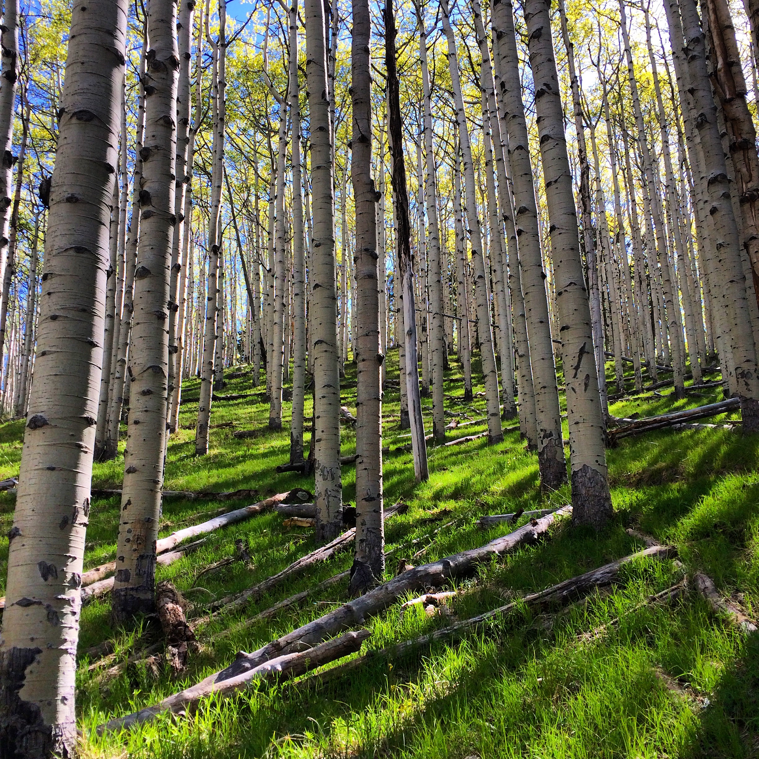 Inner Basin Trail, Flagstaff, Arizona, 2016