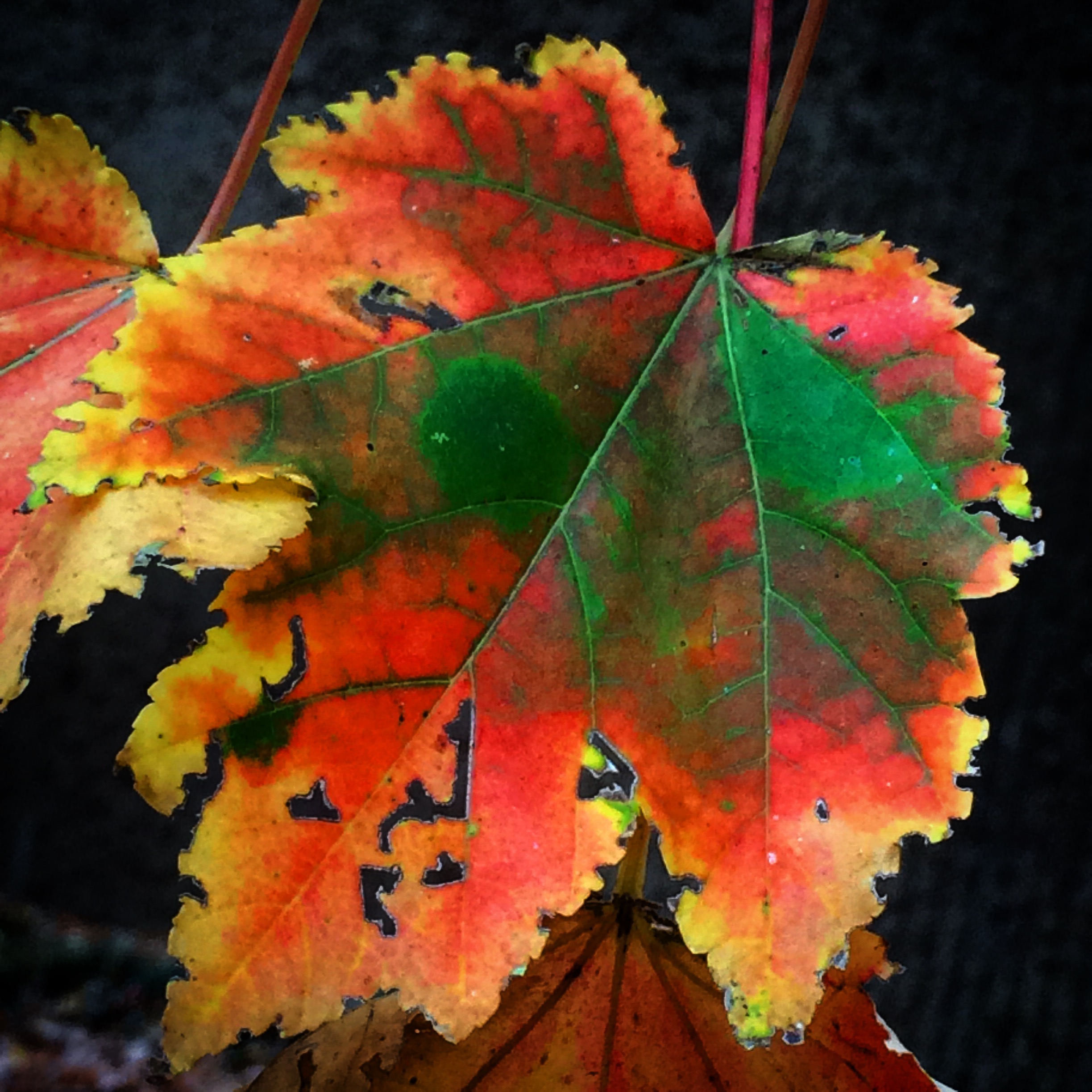 Maple leaf, Vanderbilt Univ., 2016 (@vutrees)