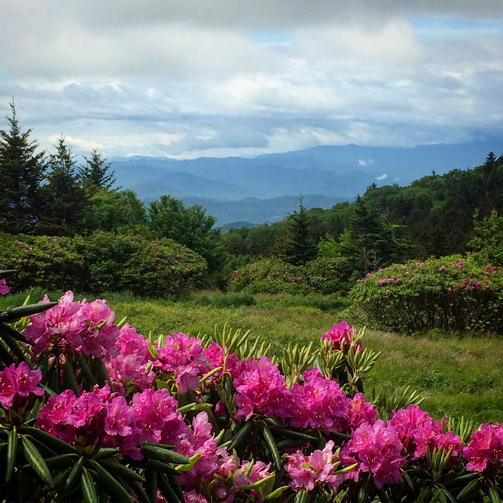 Azaleas, Roan Mountain, Tennessee, 2020