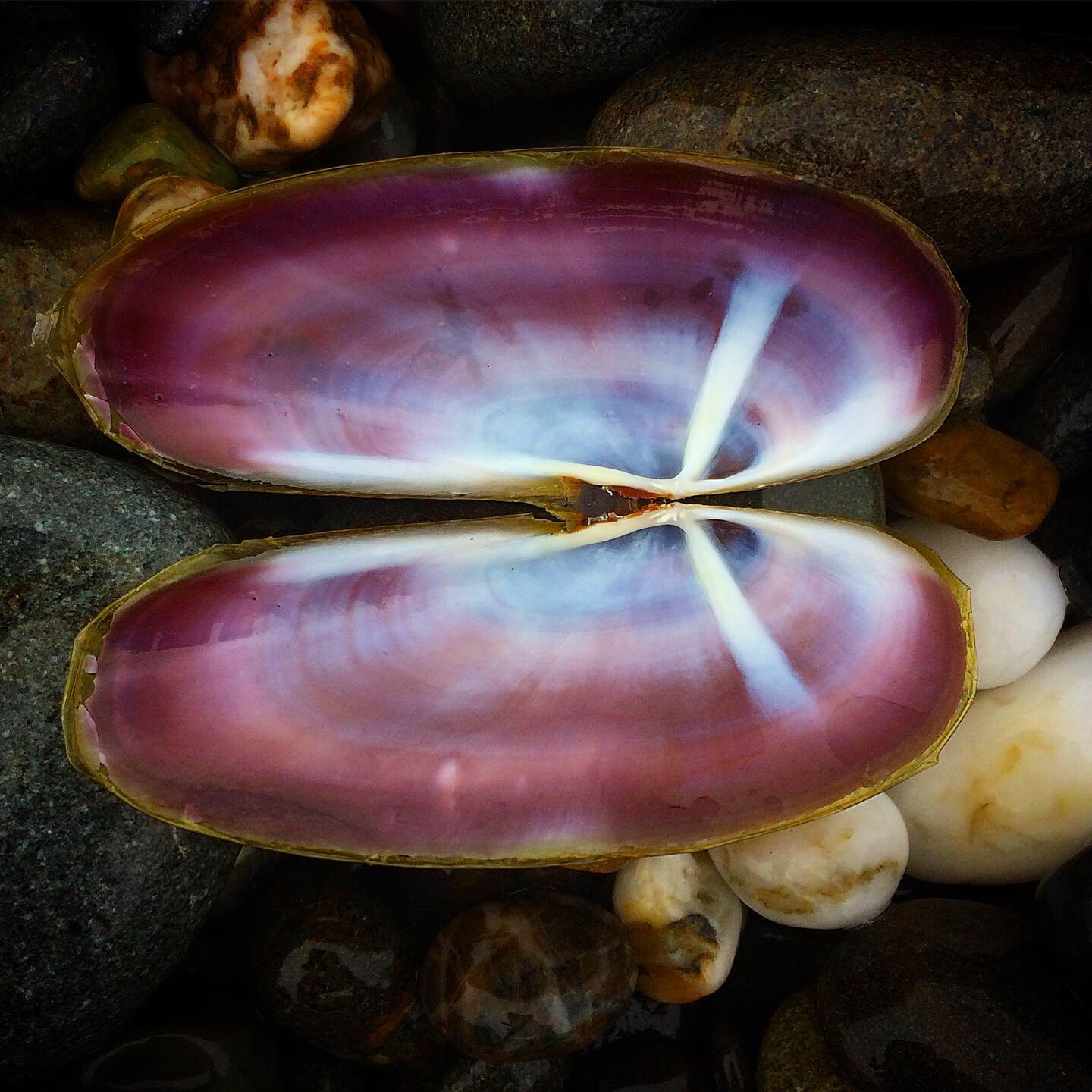 Olympic National Park, Washington, 2021