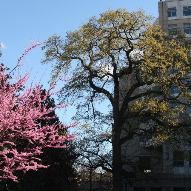 Southern red oak/MRB III, Vanderbilt Univ., 2015 (@vutrees)